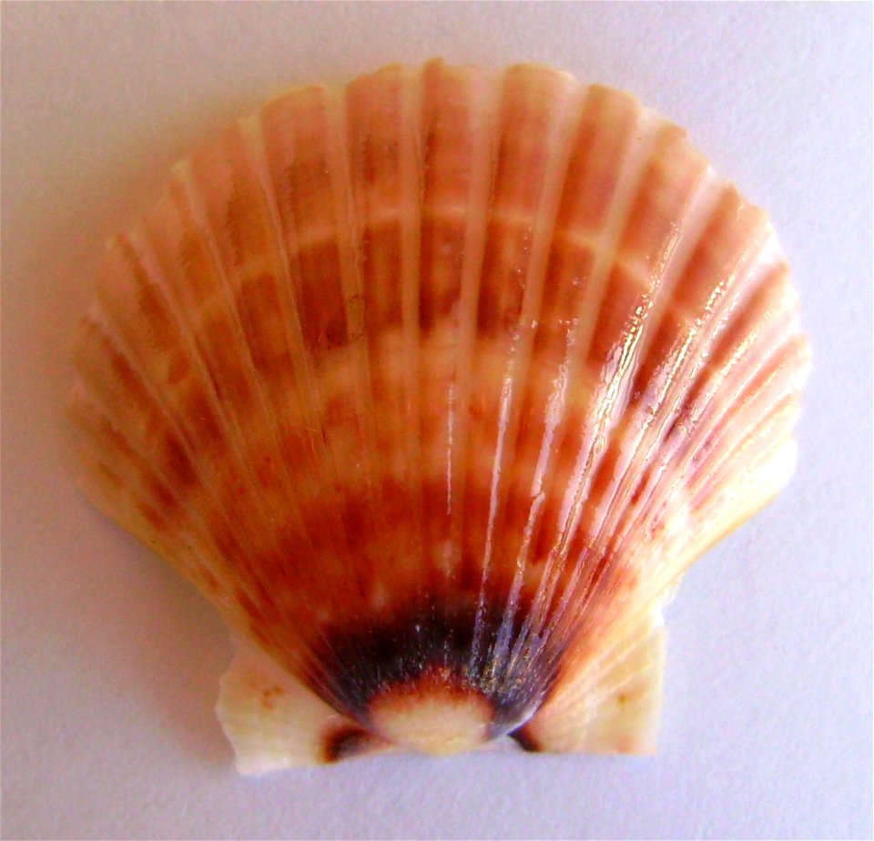 Pecten novaezelandiae New Zealand scallop (convex valve) dredged from the east coast of Northland , New Zealand.




Public domainPublic domainfalsefalse





This work has been released into the  by 