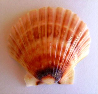 Pecten novaezelandiae New Zealand scallop (convex valve) dredged from the east coast of Northland , New Zealand.




Public domainPublic domainfalsefalse





This work has been released into the  by 