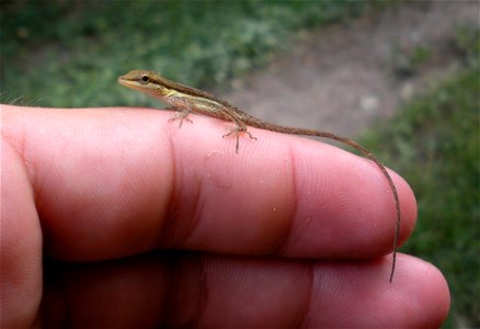 Juvenile Anolis pulchellus found at the Jobos Bay National Estuarine Research Reserve, Aguirre, Puerto Rico