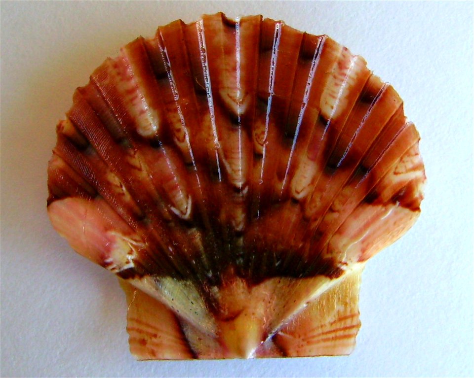 Pecten novaezelandiae New Zealand scallop (flat valve) dredged from the east coast of Northland , New Zealand.