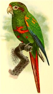 Pyrrhura viridicata (female)
