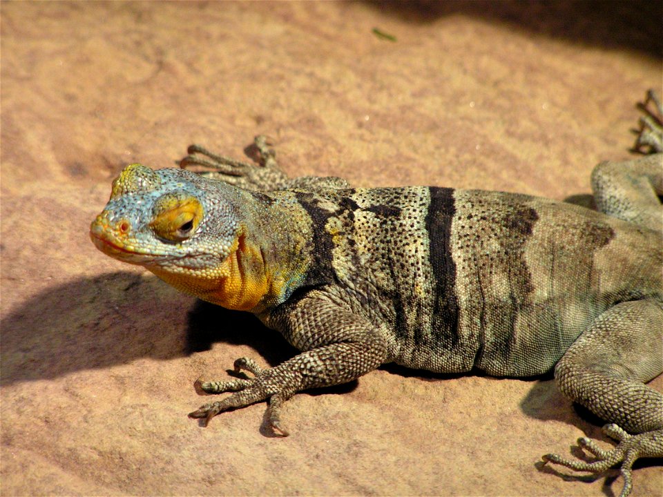 Petrosaurus thalassinus, Baja Blue Rock Lizard, pictured in Stuttgart Wilhelma Zoo