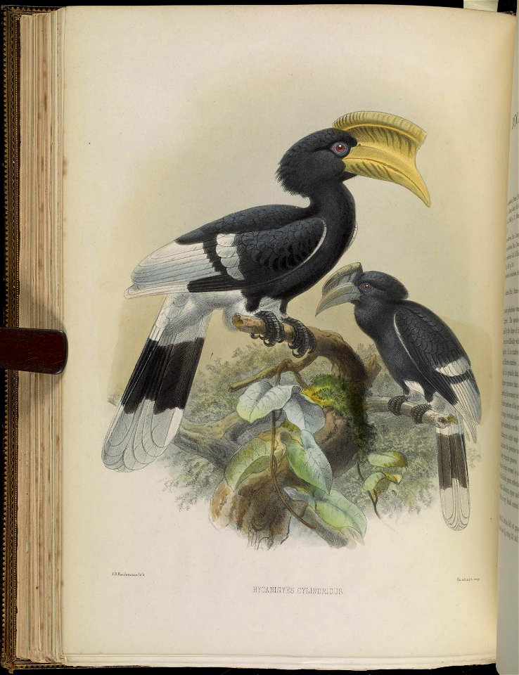 A monograph of the Bucerotidæ, or family of the hornbills.