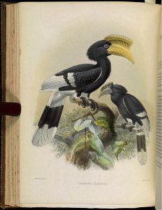 A monograph of the Bucerotidæ, or family of the hornbills.