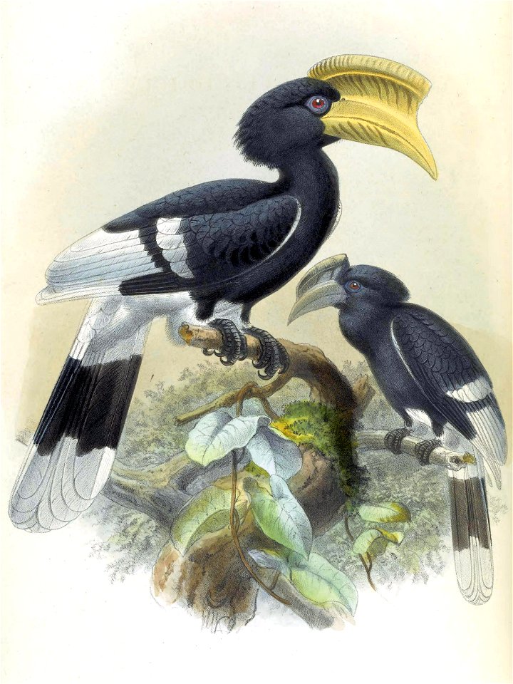 A monograph of the Bucerotidæ, or family of the hornbills.