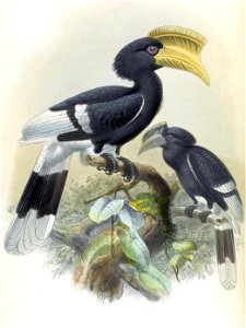 A monograph of the Bucerotidæ, or family of the hornbills.