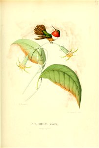 Selasphorus ardens