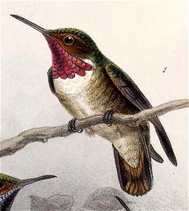 English: « Selasphorus ardens » = Selasphorus ardens (Glow-throated Hummingbird)Français : « Selasphorus ardens » = Selasphorus ardens (Colibri ardent) photo