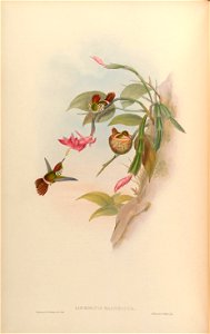 Lophornis magnificus [1]