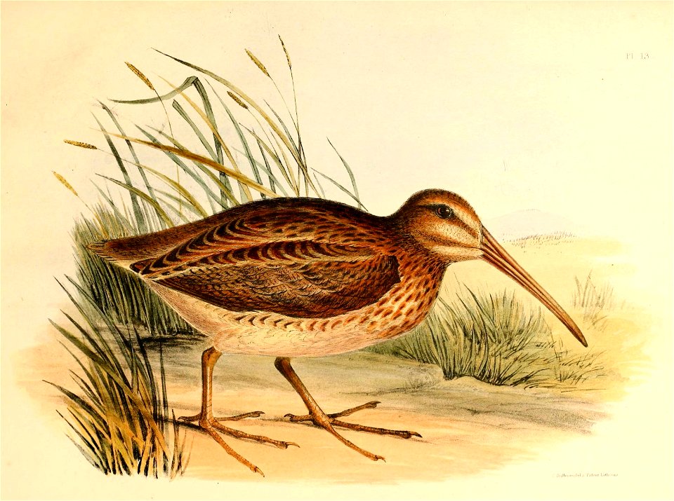 English:  « Gallinago aucklandica » = Coenocorypha aucklandica (Subantarctic Snipe)Français :  « Gallinago aucklandica » = Coenocorypha aucklandica (Bécass