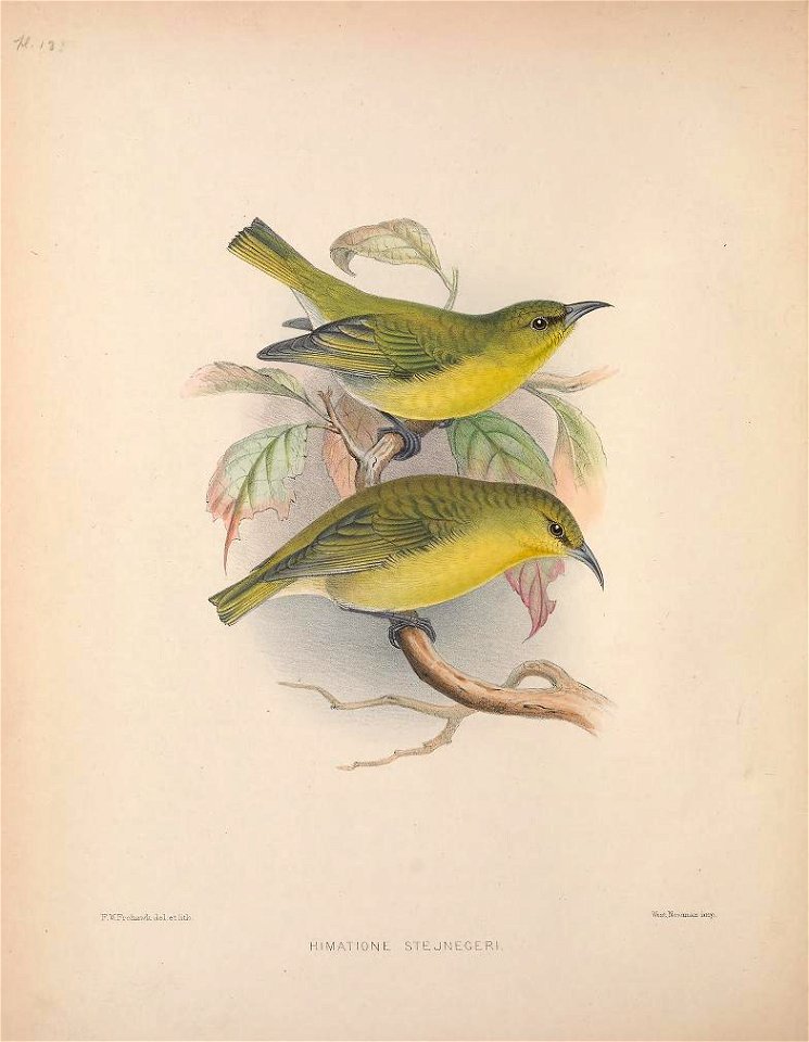 Chlorodrepanis stejnegeri from The Birds of the Sandwich Islands