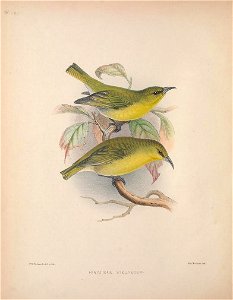 Chlorodrepanis stejnegeri from The Birds of the Sandwich Islands