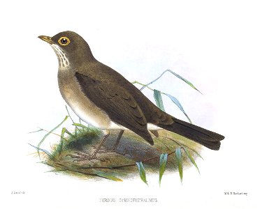 Turdus gymnophthalamus = Turdus nudigenis