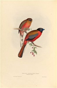 Harpactes duvaucelii - A monograph of the Trogonidae, or family of trogons