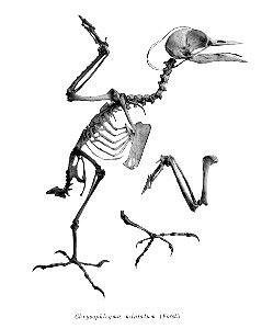 Bird skeletons. Chrysophlegma miniatum=Chrysophlegma miniaceum malaccense