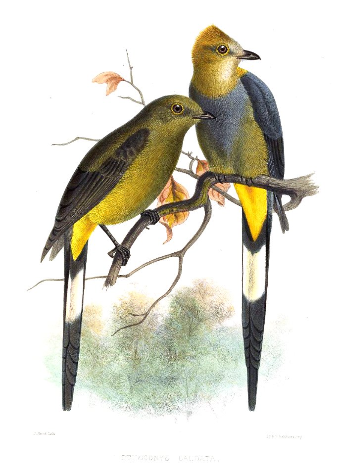 Ptilogonys caudatus