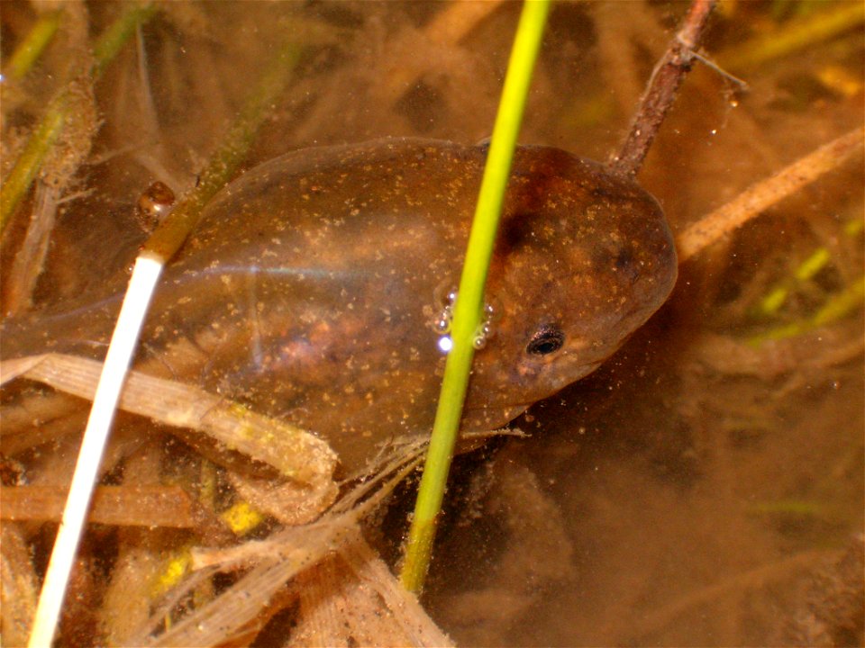 Tadpole of Pelobates cultripes

24 March 2006 - 23h30
Notre-Dame-de-Londres - Hérault - France
By David Delon