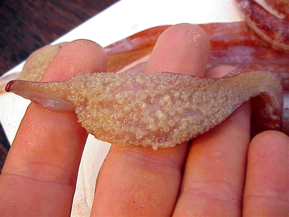Berryteuthis magister4