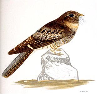 Caprimulgus (Stenopsis) andinus Ph.