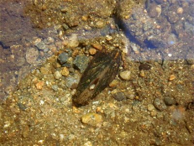 Image title: Dwarf wedgemussel alasmidonta heterodon
Image from Public domain images website, http://www.public-domain-image.com/full-image/fauna-animals-public-domain-images-pictures/mussels-pictures