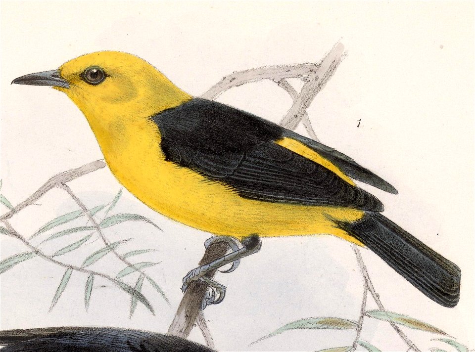English:  « Tachyphonus chrysomelas » = Chrysothlypis chrysomelas (Black-and-yellow Tanager)Français :  « Tachyphonus chrysomelas » = Chrysothlypis chrysom