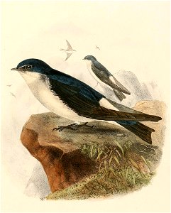 « Tachycineta meyeni » = Tachycineta leucopyga (Chilean Swallow)