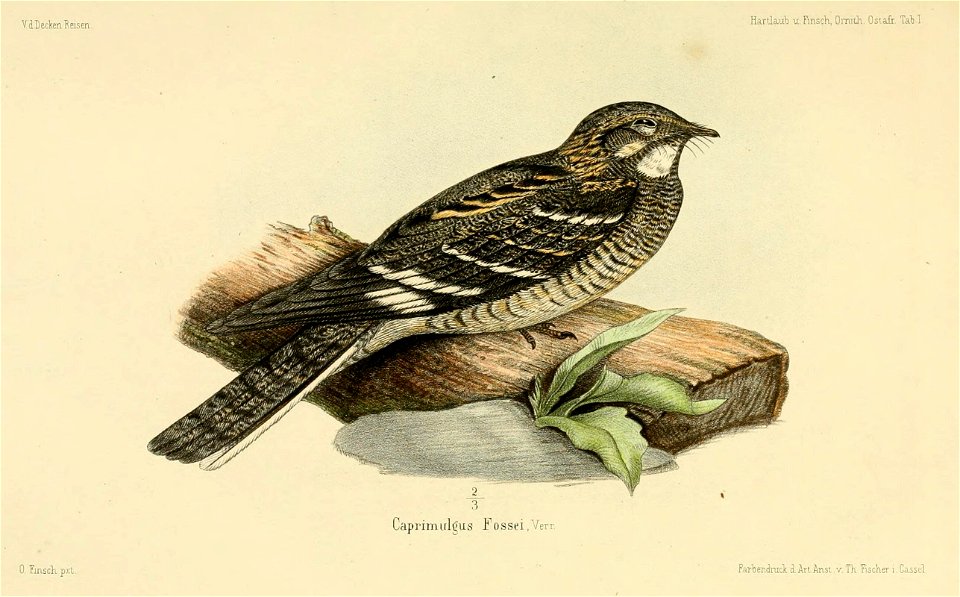 Caprimulgus fossei
