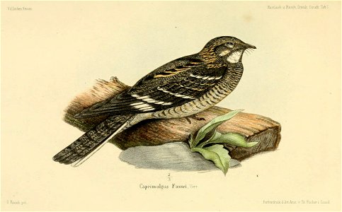 Caprimulgus fossei