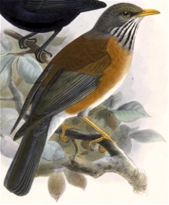 English:  « Turdus flavirostris » = Turdus rufopalliatus (Rufous-backed Robin)Français :  « Turdus flavirostris » = Turdus rufopalliatus (Merle à dos roux)