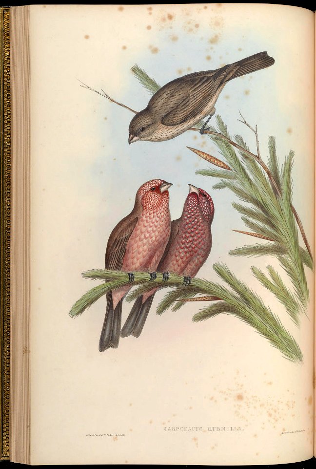 Carpodacus rubicilla