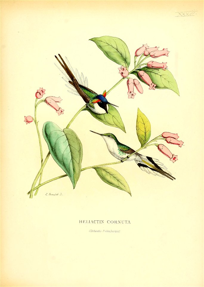 Heliactin cornuta = Heliactin bilopha[1]