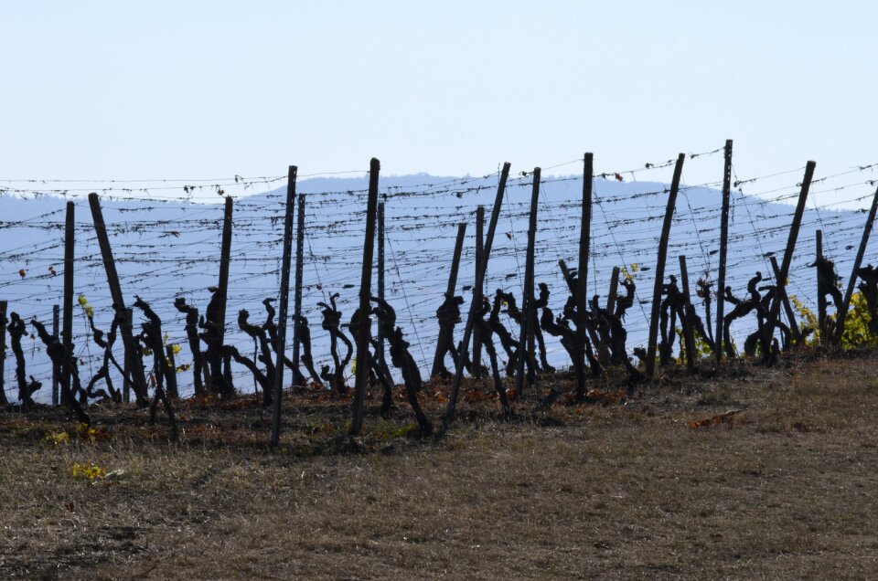 Agriculture wine winemaker