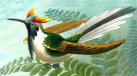 Male Horned Sungem (drawn from millinery specimen, body position is not natural)