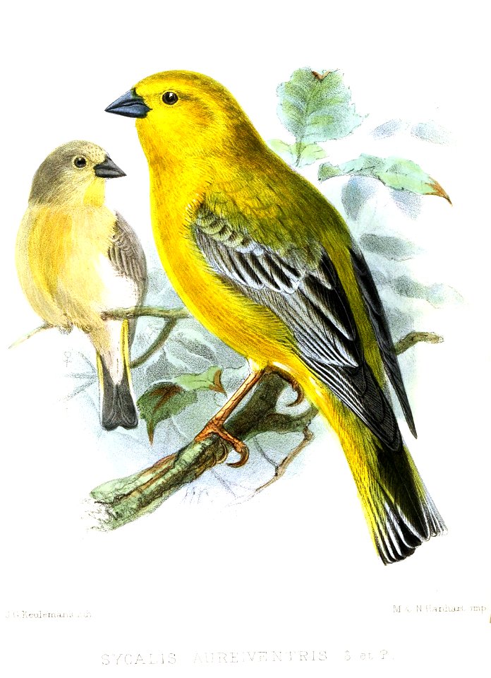 English:  « Sycalis aureiventris » = Sicalis auriventris (Greater Yellow Finch) - male and femaleFrançais :  « Sycalis aureiventris » = Sicalis auriventris