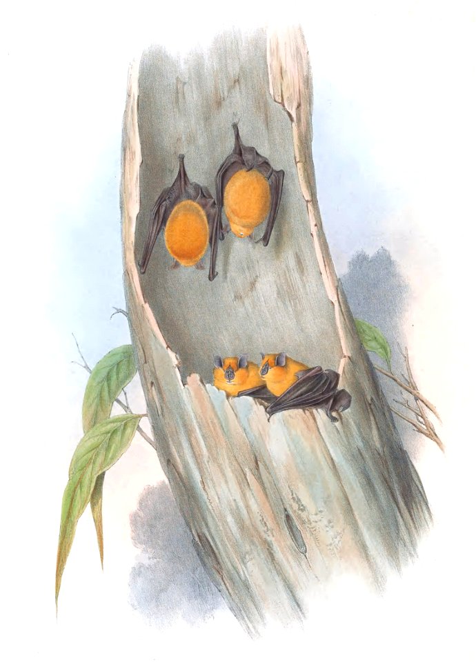Plate in Gould's Mammals of Australia volume 3. The title is the caption in that work, and may be a synonym. The file was uploaded with the current name in the category, a crop and other adjustments w