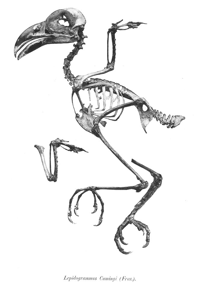 Lepidogrammus cumingi