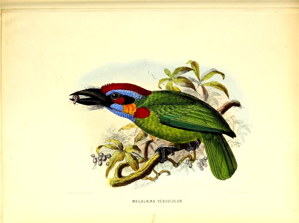 A monograph of the Capitonidæ, or scansorial barbets /

"Megalaima versicolor" = Psilopogon rafflesii (Lesson, 1839)Wallace gave it the name Megalaima versicolor in 1855d. While in Malacca in 1854 Wal