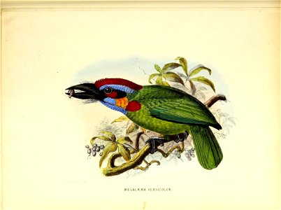 A monograph of the Capitonidæ, or scansorial barbets /

"Megalaima versicolor" = Psilopogon rafflesii (Lesson, 1839)Wallace gave it the name Megalaima versicolor in 1855d. While in Malacca in 1854 Wal