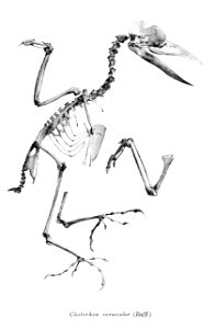 Bird skeletons. Chotorhea versicolor=Psilopogon rafflesii' photo