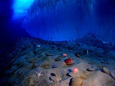 This image of an ice wall and the ocean floor at Explorer's Cover, New Harbor, McMurdo Sound is adjacent to remote-controlled photographic equipment. An underwater camera is connected by cable to onsh