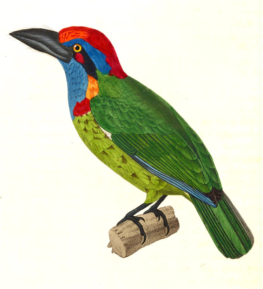 English:  « Bucco versicolor » = Psilopogon rafflesii (Red-crowned barbet) - adultFrançais :  « Bucco versicolor » = Psilopogon rafflesii (Barbu biggaré) -