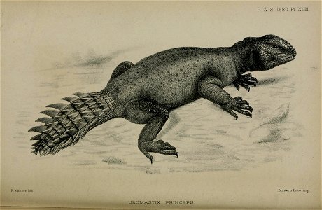 Uromastyx princeps