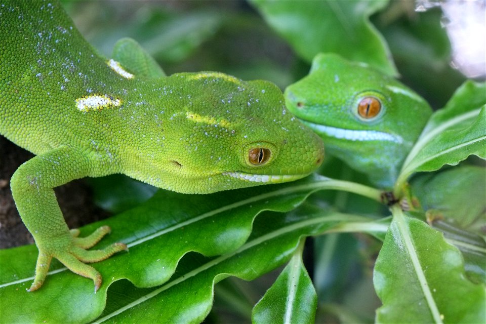 Two Wellington green geckos on leaves close-up