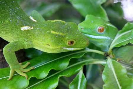 Two Wellington green geckos on leaves close-up photo