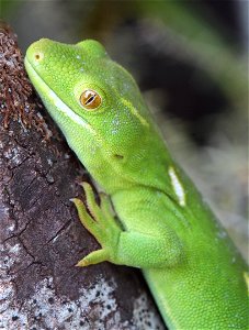 Wellington green gecko leaning on branch close-up photo