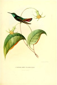 Chrysolampis chlorolaema = Anthracothorax viridigula[1]