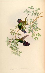 Lampornis gramineus = Anthracothorax viridigula graminea [1]