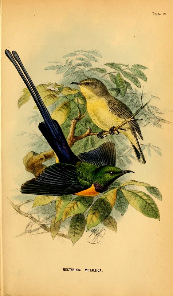 Plate N 

NECTARINIA METALUCA