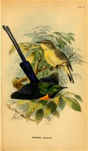 Plate N 

NECTARINIA METALUCA