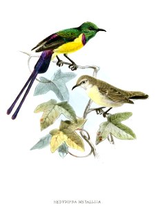 Hedydipna metallica